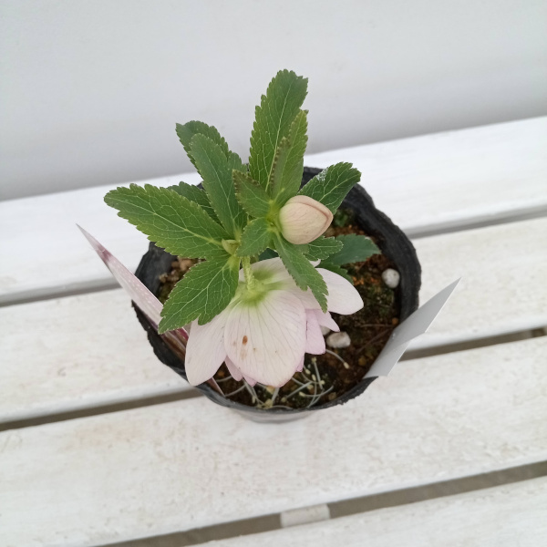 園芸ネット本店｜松村ナーセリーさんのクリスマスローズ：24-09ダブル