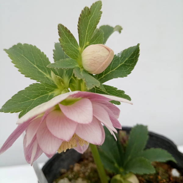 園芸ネット本店｜松村ナーセリーさんのクリスマスローズ：24-09ダブル