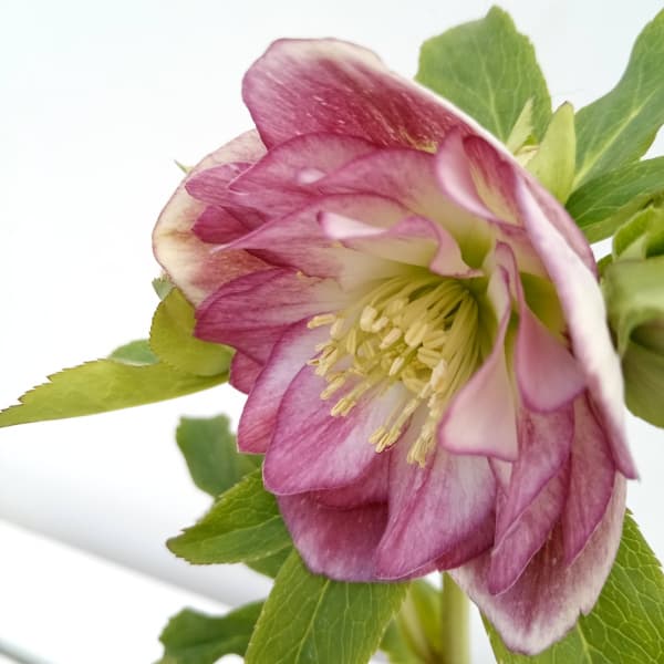 園芸ネット本店｜松村ナーセリーさんのクリスマスローズ：24-14ダブル