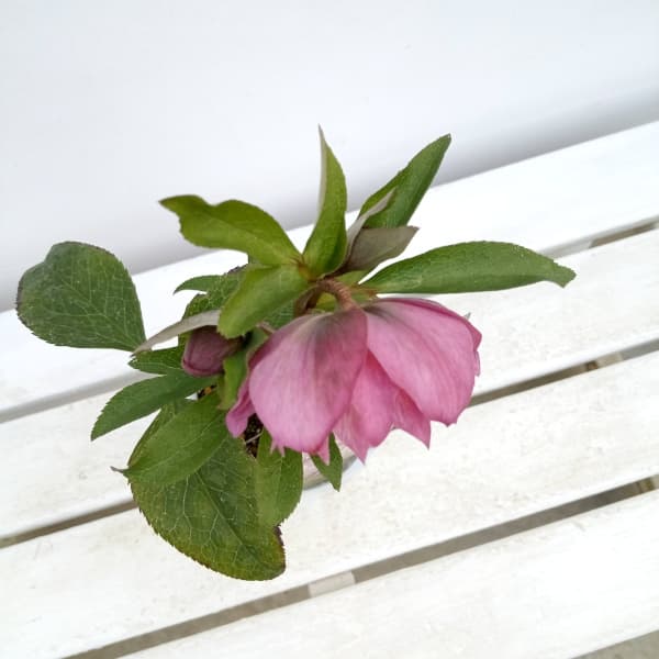 園芸ネット本店｜松村ナーセリーさんのクリスマスローズ：24-15ダブル