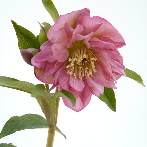 園芸ネット本店｜松村ナーセリーさんのクリスマスローズ：24-15ダブル