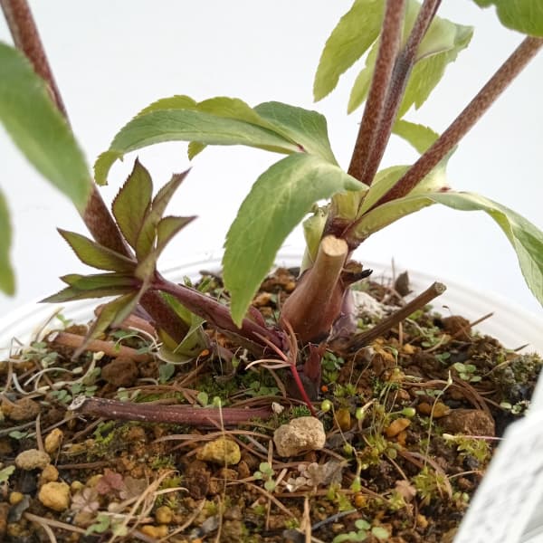 園芸ネット本店｜松村ナーセリーさんのクリスマスローズ：24-17