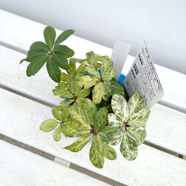 園芸ネット本店｜松村ナーセリーさんのクリスマスローズ：24-18ニゲル