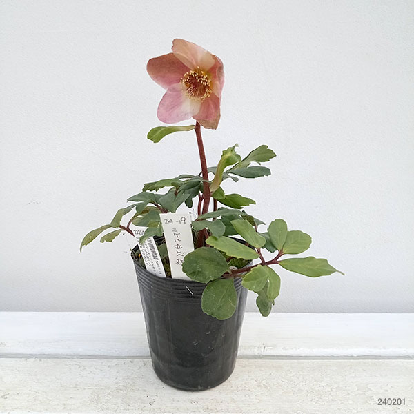 ㉕-173クリスマスローズ 園芸ネット本店｜松村ナーセリーさんのクリスマスローズ：24-19ニゲル