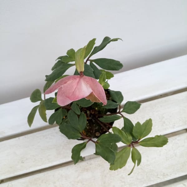 ✱RIKO✱　クリスマスローズ クリスマスローズ 氷の薔薇 レッド 4.5号 | 静岡県藤枝市 | ふるさと