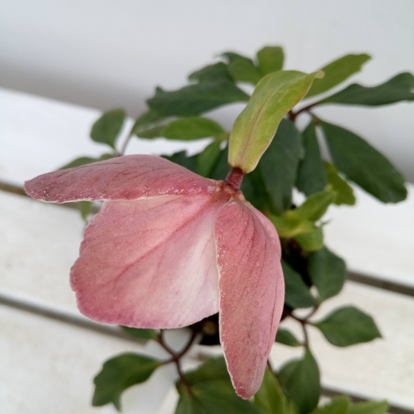 園芸ネット本店｜松村ナーセリーさんのクリスマスローズ：24-19ニゲル