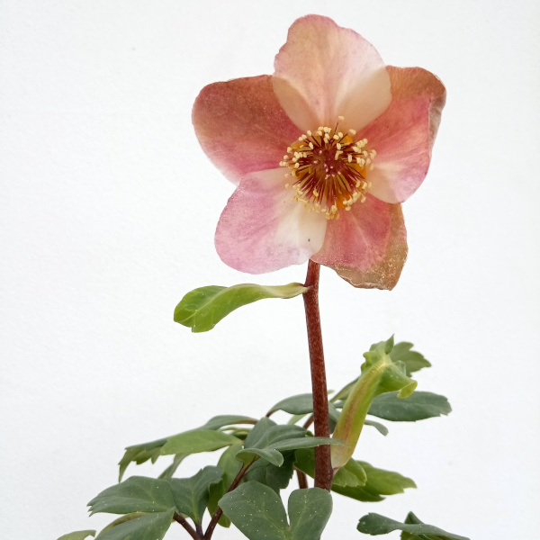 園芸ネット本店｜松村ナーセリーさんのクリスマスローズ：24-19ニゲル