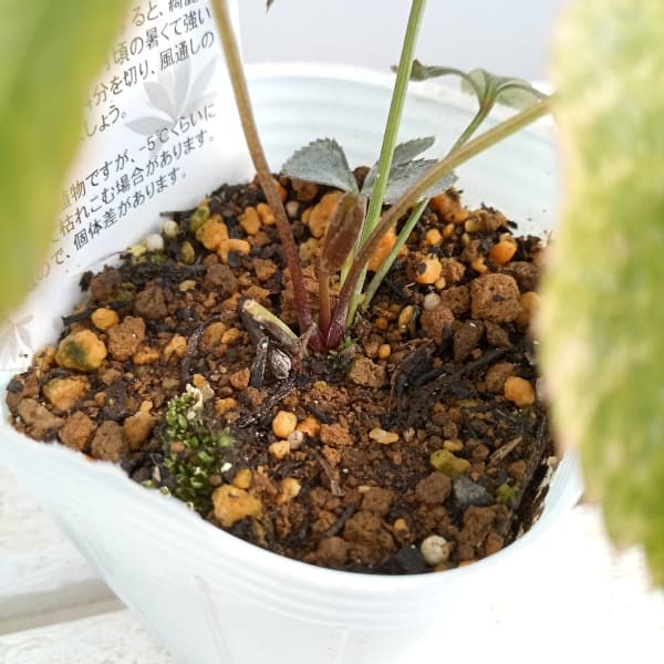 園芸ネット本店｜松村ナーセリーさんのクリスマスローズ：24-25月白