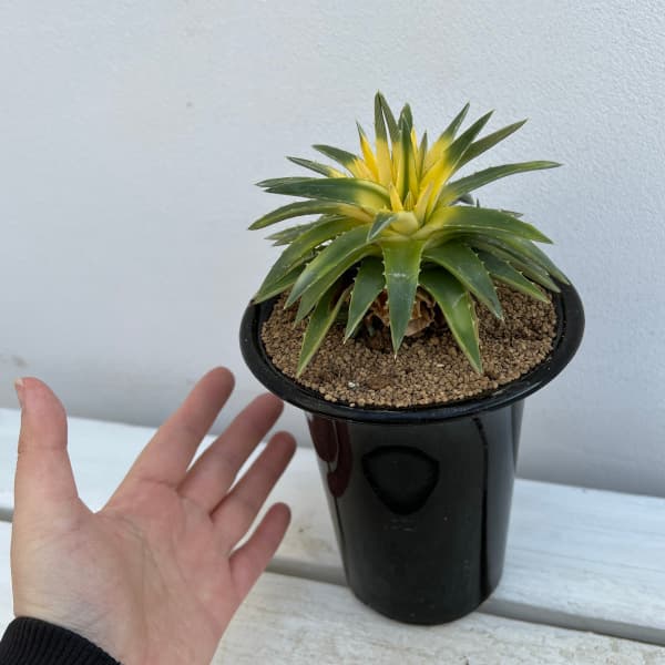 園芸ネット本店｜ディッキア：フレビフォリア ムーングロー 4号鉢植え