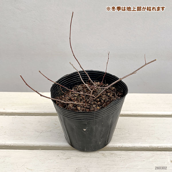 ハギ（萩）：マキエハギ4号ポット
