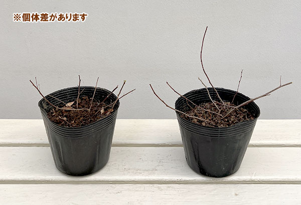 ハギ（萩）：マキエハギ4号ポット