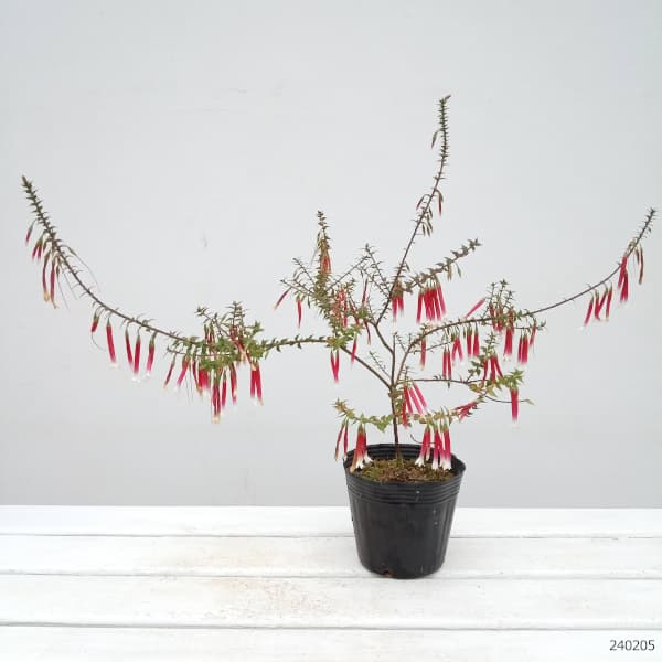 エパクリス・ロンギフローラ（クリスマスキャンドル）5号ポット