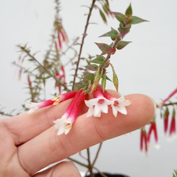 エパクリス・ロンギフローラ（クリスマスキャンドル）5号ポット