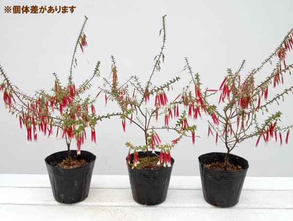 エパクリス・ロンギフローラ（クリスマスキャンドル）5号ポット