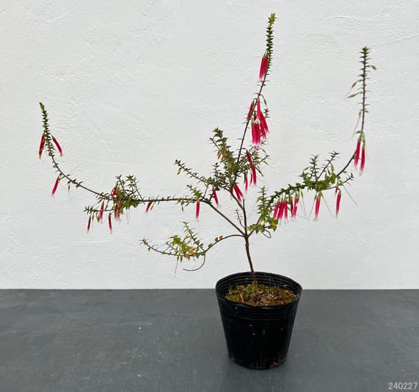 エパクリス・ロンギフローラ（クリスマスキャンドル）5号ポット