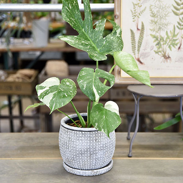 セメント鉢:エマーブルポット・ホワイトAM-7(幅14cm、高さ12cm)