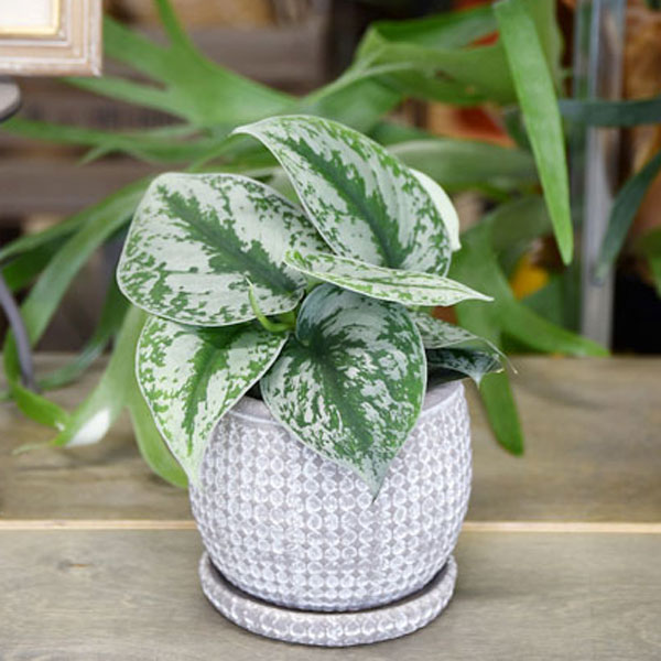 セメント鉢:エマーブルポット・ホワイトAM-7(幅14cm、高さ12cm)