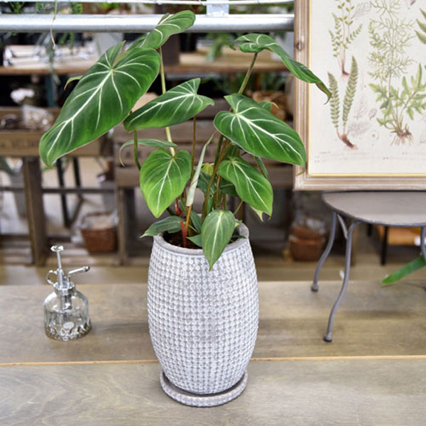 セメント鉢:エマーブルポット・ホワイトAM-10(幅20.5cm、高さ30.5cm)