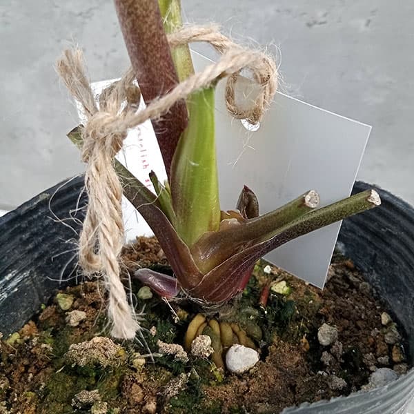 園芸ネット本店｜大和園さんのクリスマスローズ：24-07パステリッシュ