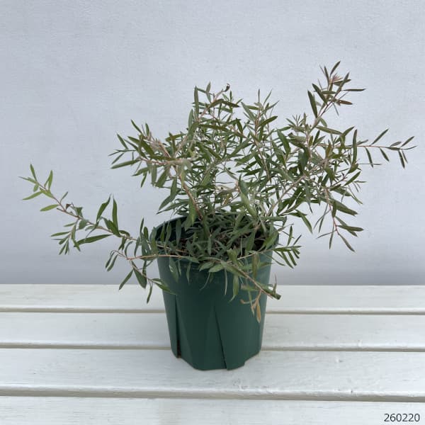 カリステモン：スポットファイヤー6号鉢植え