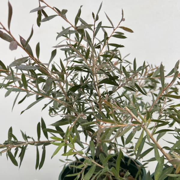 カリステモン：スポットファイヤー6号鉢植え