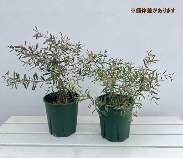 カリステモン：スポットファイヤー6号鉢植え