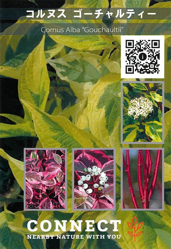 サンゴミズキ(コルヌスアルバ):ゴーチャリティ6号ポット