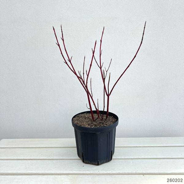 サンゴミズキ(コルヌスアルバ):ゴーチャリティ6号ポット