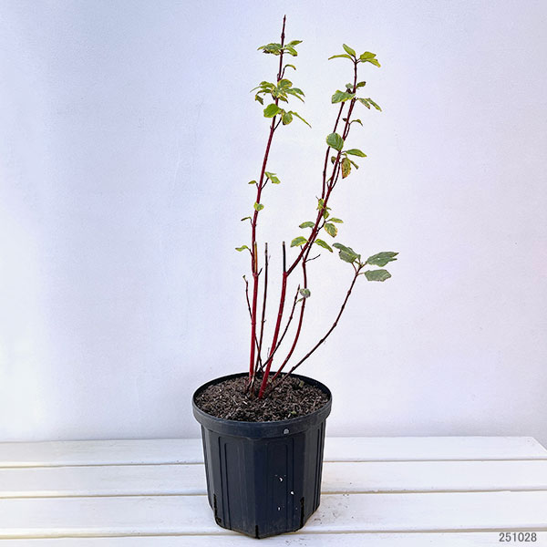 サンゴミズキ(コルヌスアルバ):ゴーチャリティ6号ポット