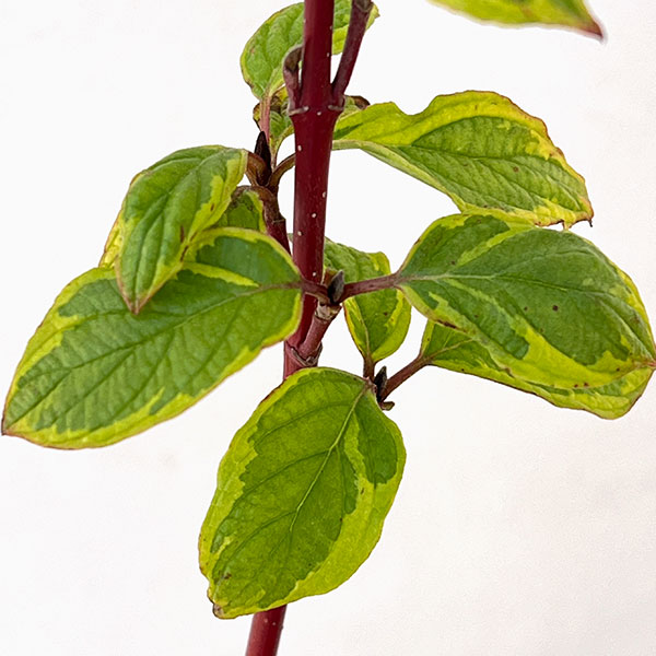 サンゴミズキ(コルヌスアルバ):ゴーチャリティ6号ポット