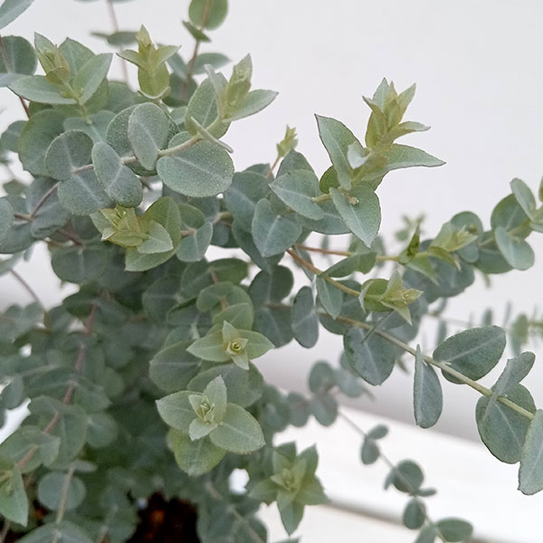ユーカリ：ムーンラグーン5号鉢植え