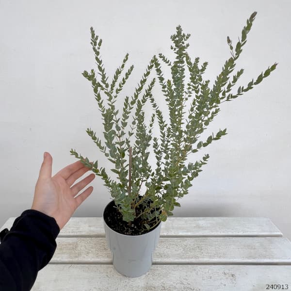 ユーカリ　ムーンラグーン　レンガ風石膏鉢植え　苗　苗木 ユーカリ ムーンラグーン レンガ風石膏鉢植え 苗 - 常緑樹