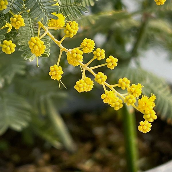 アカシア：ギンヨウアカシア（選抜種）5号鉢植え