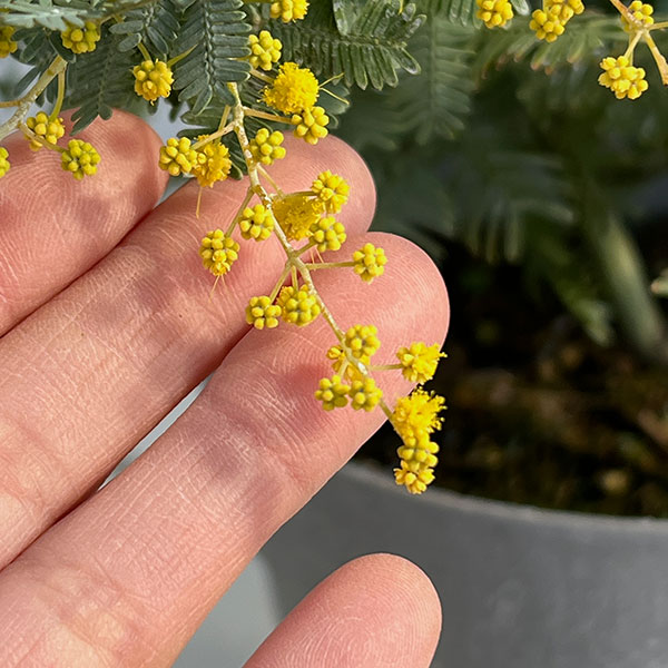 アカシア：ギンヨウアカシア（選抜種）5号鉢植え