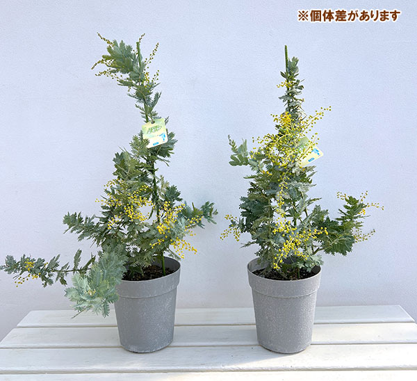 アカシア：ギンヨウアカシア（選抜種）5号鉢植え