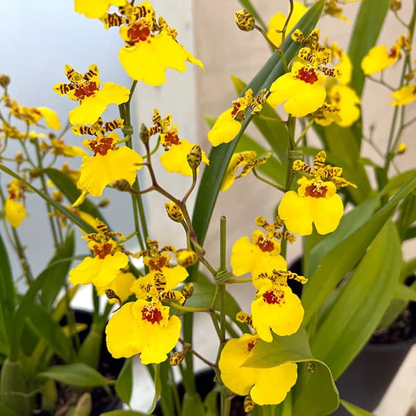 園芸ネット本店｜オンシジウム：アロハイワナガ3本立ち5号鉢植え の