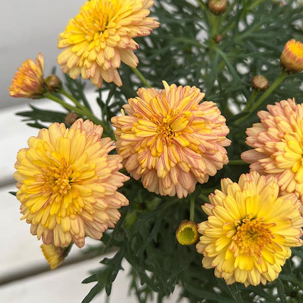 マーガレット：マーマレードスフレ4号鉢植え の通販 | 園芸ネット