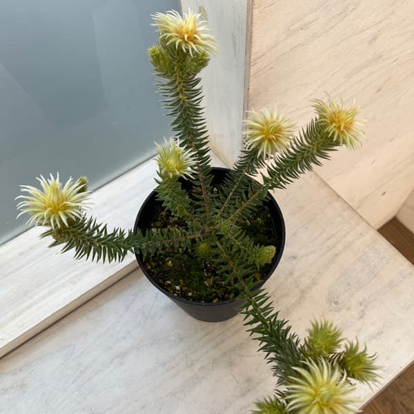 フィリカ プベッセンス：ワフトフェザ（樹高約20-30ｃｍ）　5号鉢植え