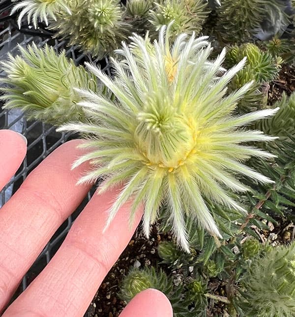 園芸ネット本店｜フィリカ プベッセンス：ワフトフェザ（樹高約20