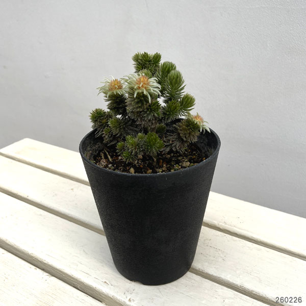 フィリカ プベッセンス：ワフトフェザ（樹高約20-30ｃｍ）　5号鉢植え