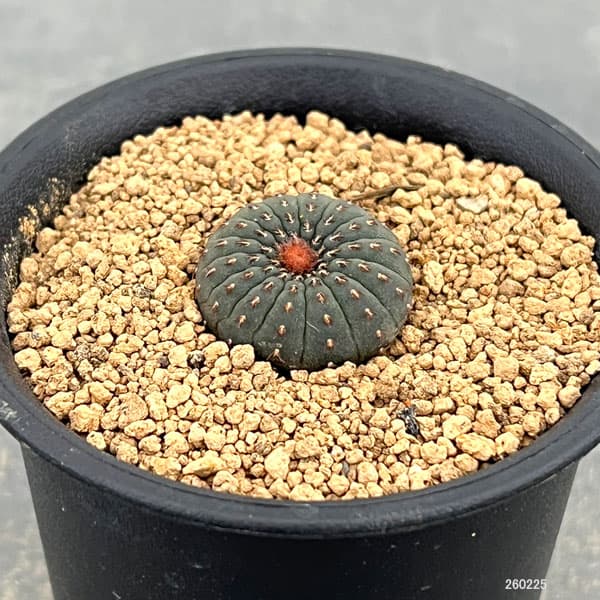 サボテン:フライレア 士童(実生) 2.5号