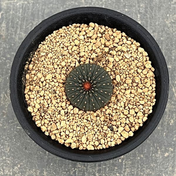 サボテン:フライレア 士童(実生) 2.5号