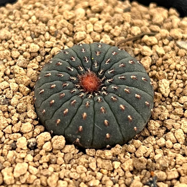 サボテン:フライレア 士童(実生) 2.5号