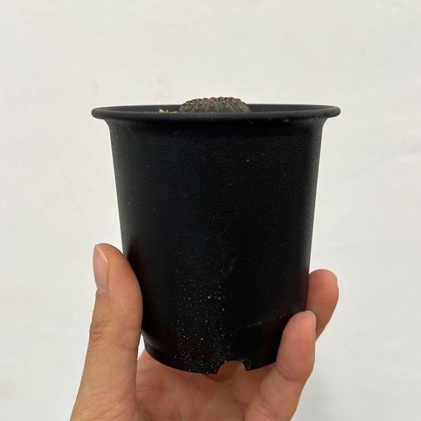 サボテン:フライレア 士童(実生) 2.5号