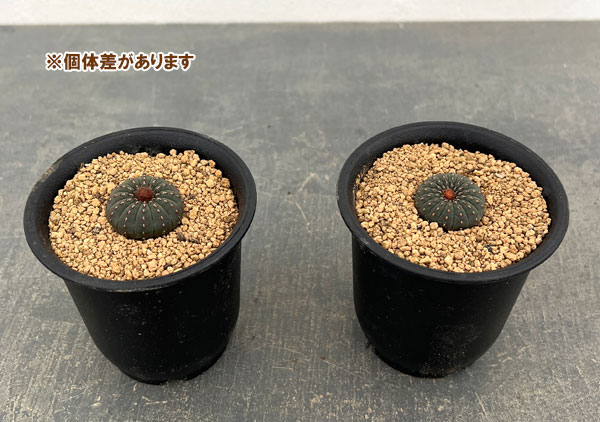 サボテン:フライレア 士童(実生) 2.5号