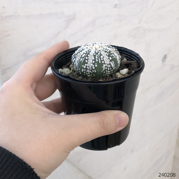 アストロフィツム ミラクル兜（鉢付き／直径 約11cm） 大株 2 アストロ