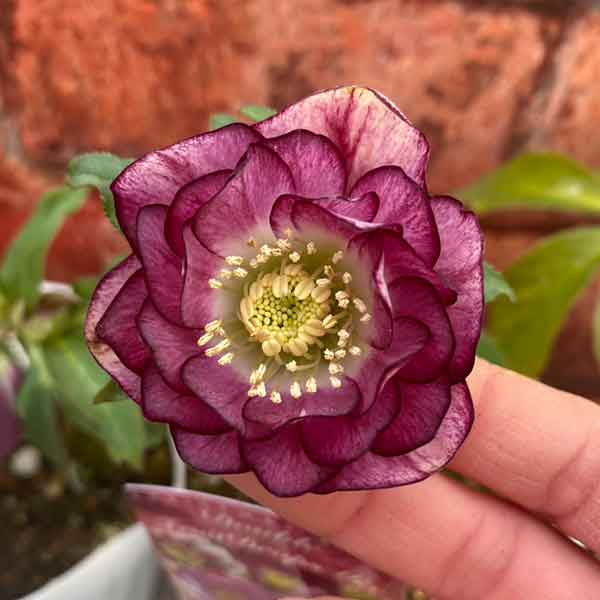 園芸ネット本店｜松村ナーセリーさんのクリスマスローズ：わけあり特価