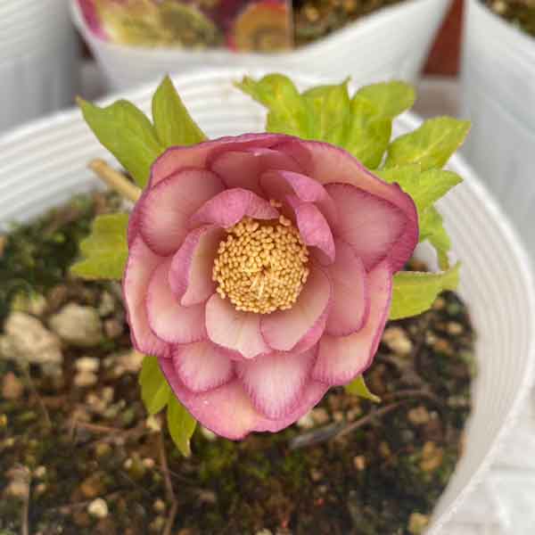 園芸ネット本店|松村ナーセリーさんのクリスマスローズ:わけあり特価 園芸ネット本店|松村ナーセリーさんのクリスマスローズ:わけあり特価