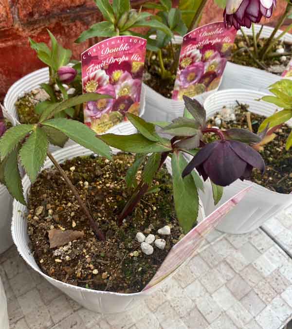 園芸ネット本店｜松村ナーセリーさんのクリスマスローズ：わけあり特価