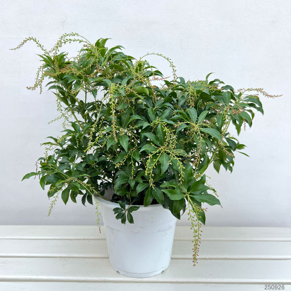 アセビ(馬酔木):クリスマスチアー6号鉢植え